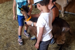 reiten_tirol